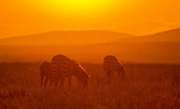 Zebra Vid Soluppgången Afrika — Stockfoto