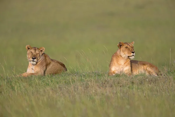 Leoa Panthera Leo Sentado Monte Grama África — Fotografia de Stock