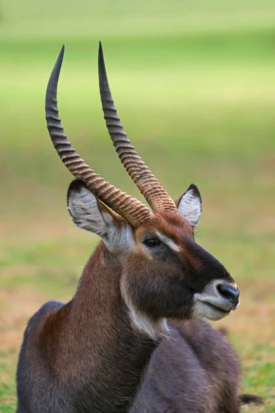 Waterbuck Male Kobus Ellisiprymnus Africa — стокове фото