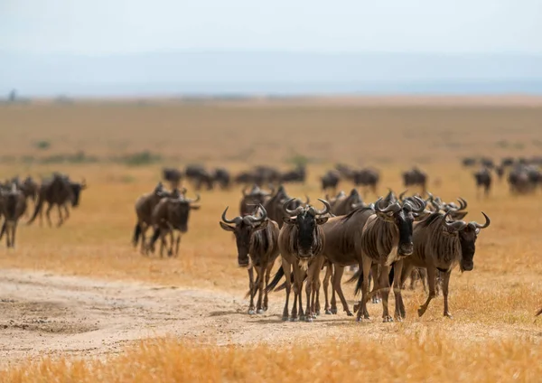 Migracja Dzikich Zwierząt Maasai Mara Afryka — Zdjęcie stockowe