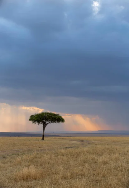 Acacia Träd Med Blå Himmel Bakgrund Maasai Mara Afrika — Stockfoto