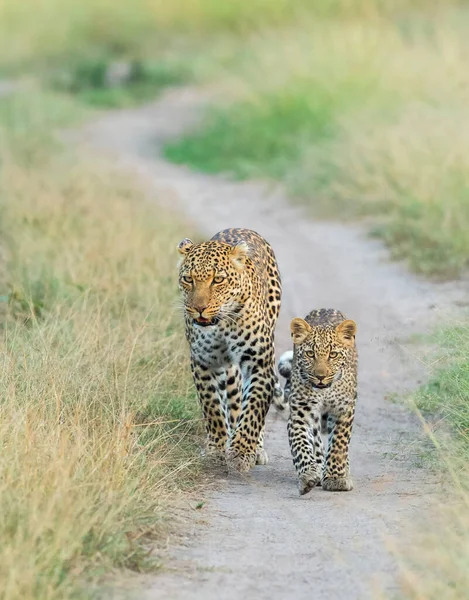 Leopárd Anya Kölyök Afrika — Stock Fotó