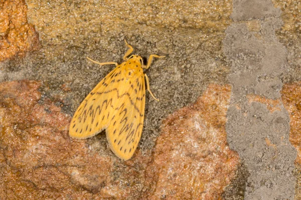 Lyclene Obsoleta Můra Čeledi Erebidae Nachází Indii Sikkim Borneo Meghalaya — Stock fotografie