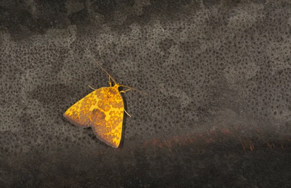 Siglophora Ferreilutea Noctuidae Meghalaya Índia — Fotografia de Stock