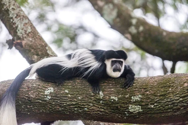 Zwartwitte Colobussen Colobus Zijn Apen Uit Het Geslacht Colobus — Stockfoto