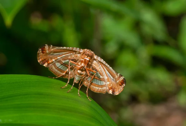 Picture Winged Leaf Moth Thyrididae Thane Maharashtra India — стокове фото