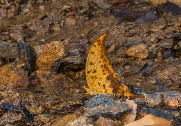 Sarı Gorgon Kelebeği Sıraca Payeni Garo Hills Meghalaya Hindistan — Stok fotoğraf