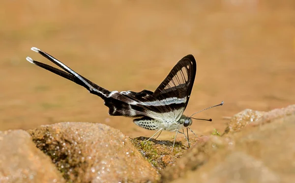 Libellenschwanz Schmetterling Lamproptera Meges Garo Hügel Meghalaya — Stockfoto