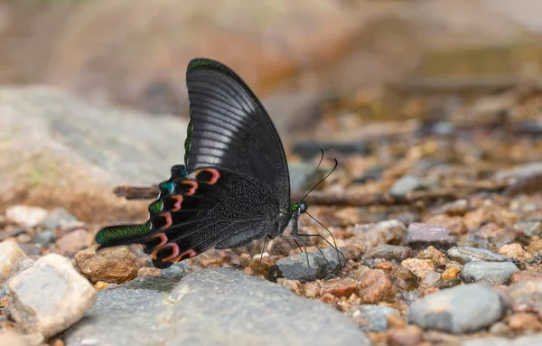 Borboleta Pavão Paris Alado Fechado Papilio Paris Garo Hills Meghalaya — Fotografia de Stock