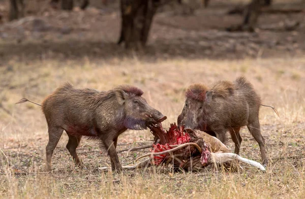 Αγριογούρουνα Απασχολημένα Τρώγοντας Carcass Ranthambhore Rajasthan India — Φωτογραφία Αρχείου