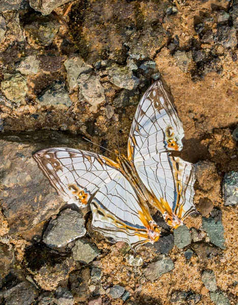Motyl Pospolity Cyrestis Thyodamas Garo Hills Meghalaya Indie — Zdjęcie stockowe