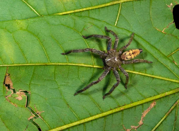 Araña Cazadora Sparassidae Garo Hills Meghalaya India —  Fotos de Stock