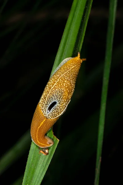 Yellow Slug Garo Hills Meghalaya India — Stock Photo, Image