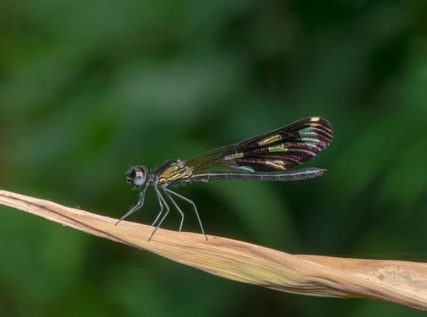 Aristocypha Rimaculata Damselfy Garo Hills Мегхалая Индия — стоковое фото