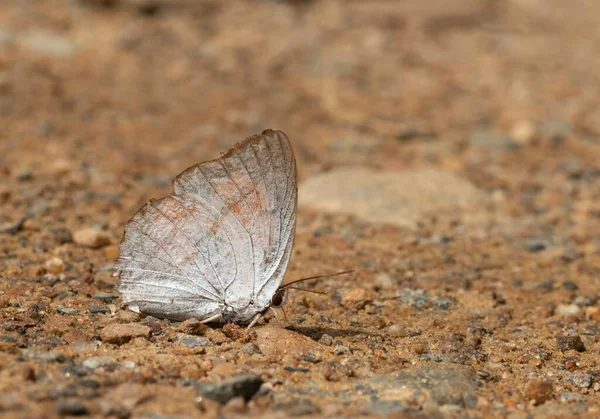 Indyjski Promień Słońca Zapalenie Błony Śluzowej Jelita Grubego Motyl Garo — Zdjęcie stockowe