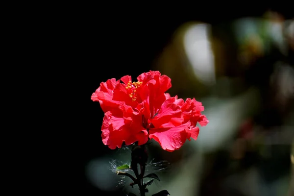 Hibisco Rojo Flor Del Zapato Lago Kaas Satara Maharashtra — Foto de Stock