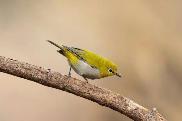 Ojo Blanco Oriental Zosterops Palpebrosus Sinhgadh Vally Pune Maharashtra India — Foto de Stock