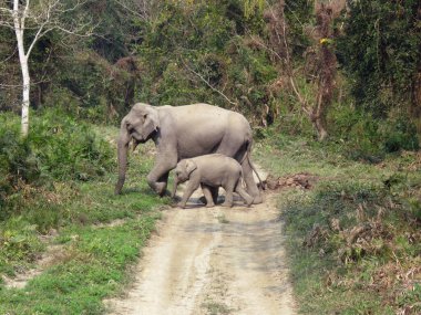 Buzağılı Asya dişi fili, Elephas maximus, Kaziranga Ulusal Parkı, Assam, Hindistan