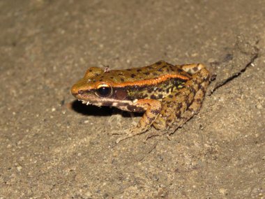 Assam orman kurbağası, Hylarana leptoglossa, Nameri Tiger Reserve, Assam, Hindistan