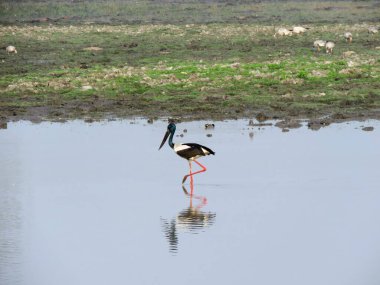 Black necked stork, Ephippiorhynchus asiaticus, Kaziranga National Park, Assam, India clipart