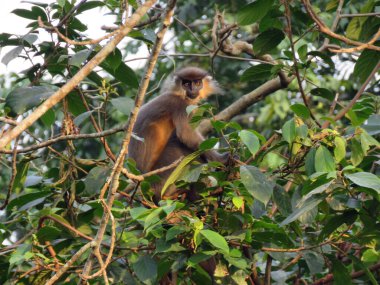 Capped langur, Trachypithecus pileatus, Nameri Tiger Reserve, Assam, Hindistan