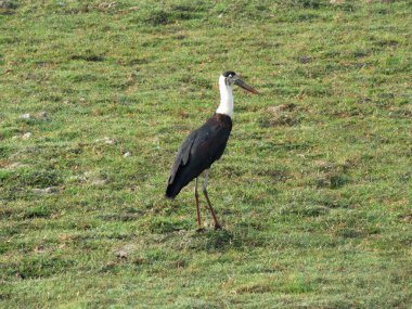 Kıllı boyunlu leylek, Ciconia piskoposluğu, Kaziranga Ulusal Parkı, Assam, Hindistan