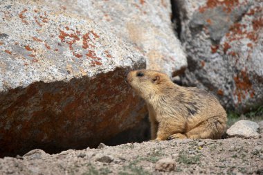 Uzun Kuyruklu Marmot, Marmota uyarıyor, Hardugla, Jammu ve Kashmir, Hindistan