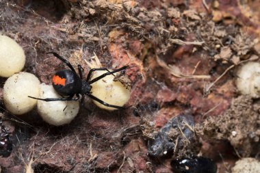 Kızıl sırtlı örümcek, Latrodectus hasseltii, Satara, Hindistan