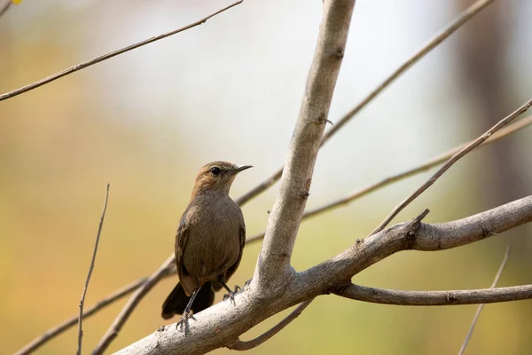 Indiaas Roodborstje Vrouwtje Axicoloides Fulicatus Amaravati Maharashtra India — Stockfoto