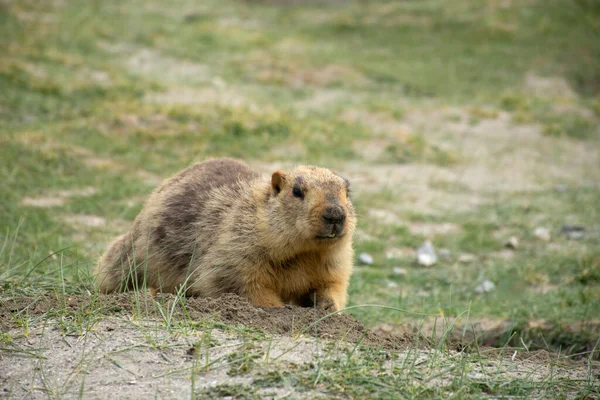 Himálajský Svišť Marmota Himalayana Leh Laddakh Indie — Stock fotografie