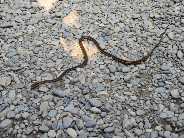 Festett Bronzkígyó Dendralephis Pictus Nameri Tiger Reserve Assam India — Stock Fotó