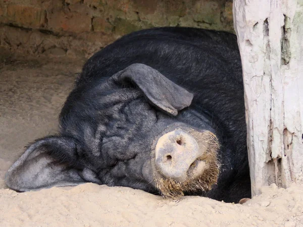 Sleeping pig, Mobusa camp, Pakke Tiger Reserve, Arunachal Pradesh, India