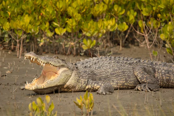 Tuzlu su timsahı, timsah porosusu, Sundarbans, Batı Bengal, Hindistan
