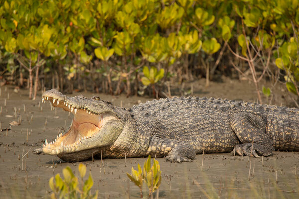 Saltwater Crocodile, Crocodilus porosus, Sundarbans, West Bengal, India