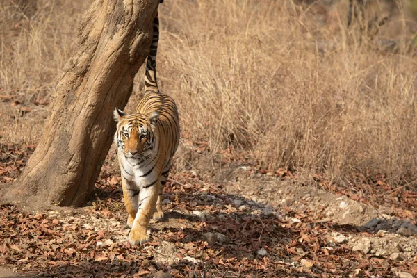 Baras Tigre Real Bengala Panthera Tigris Pench Tiger Reserve Maharashtra — Foto de Stock