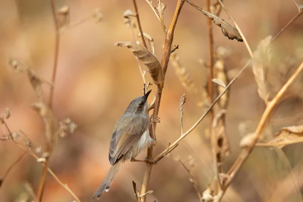 Grijze Prinia Prinia Hodgsonii Pune Maharashtra India — Stockfoto