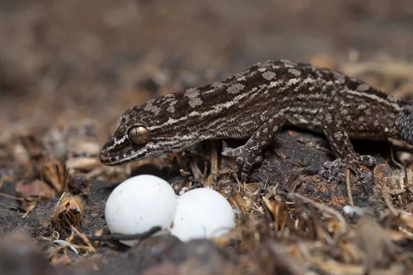 Hemidactylus Satarensis Gecko Satara Maharashtra India — Foto de Stock