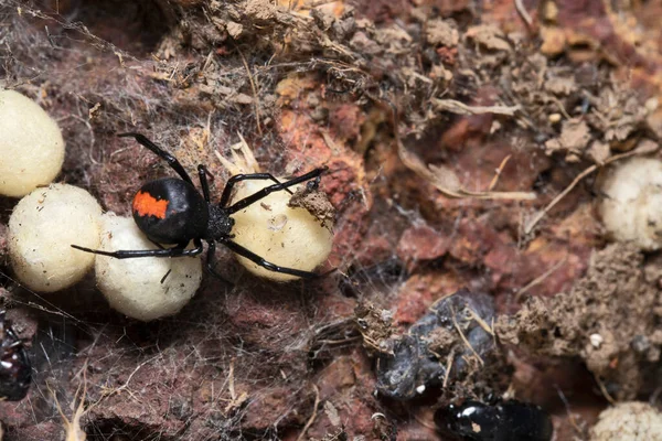 Redback Spider Latrodectus Hasseltii Satara India — Stok Foto