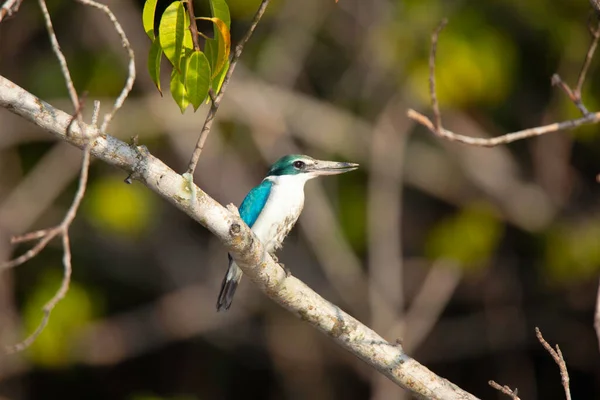 Halsband Eisvogel Todirhamphus Chloris Sundarbans Westbengalen Indien — Stockfoto