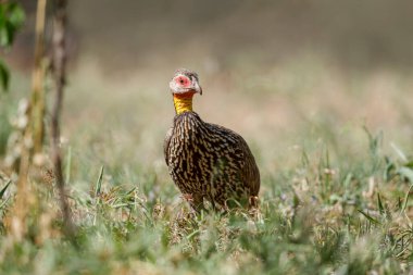 Sarı boyunlu çıkıntı ya da sarı boyunlu frankolin, Pternistis lökoscepus, Masaimara, Afrika