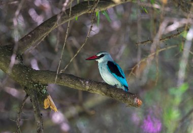 Woodland Kingfisher, Halcyon Senegalensis, Kenya, Afrika