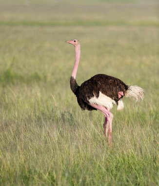 Devekuşu ya da kısaca devekuşu, Struth devesi, Kenya, Afrika