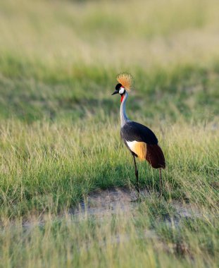 Gri Taç Turna, Balearica Regulorum, Masai Mara, Kenya, Afrika