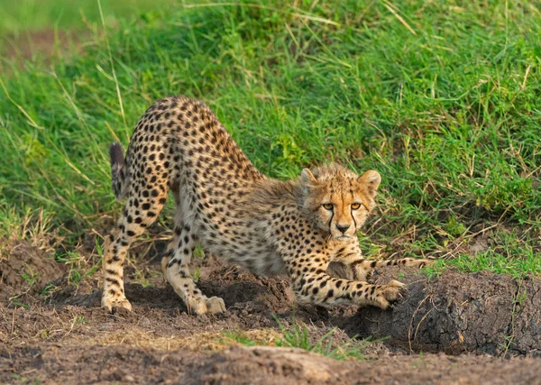 Cheetah Baby Maszara Африка — стоковое фото
