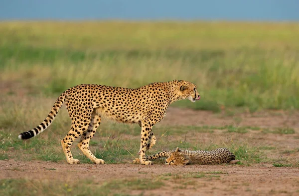 Cheetah Mother Baby Maasai Mara National Reserve Africa — Stock Photo, Image