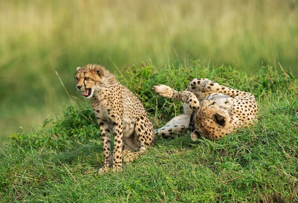 Cheetah Mother Baby Μασαϊμάρα Αφρική — Φωτογραφία Αρχείου