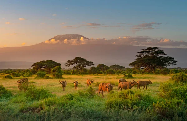 Monte Killimanjaro Luce Del Mattino Amboseli Kenya — Foto Stock