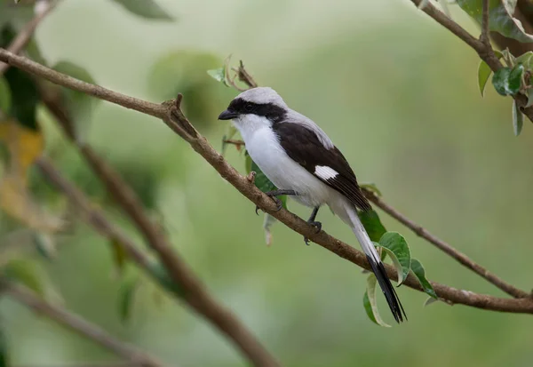 Gris Respaldado Fiscal Shrike Lanius Excubitoroides Lago Naivasha Kenia África — Foto de Stock