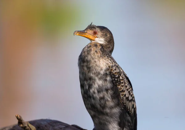 Cormorán Caña También Conocido Como Cormorán Cola Larga Microcarbo Africanus —  Fotos de Stock