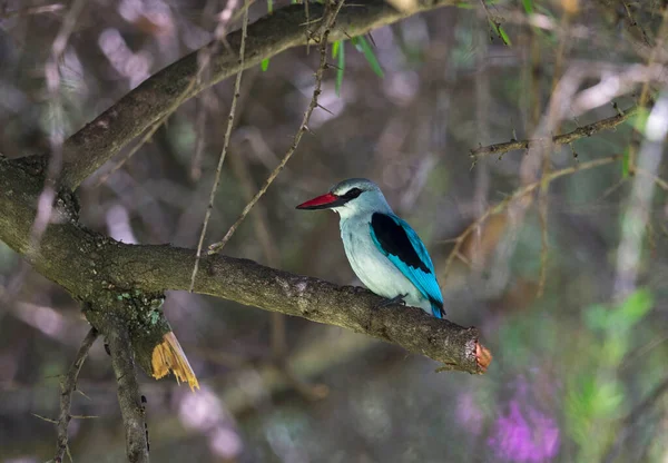 Woodland Kingfisher Halcyon Senegalensis Kenia África — Foto de Stock